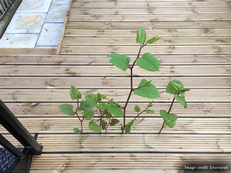 Warning To Homeowners As Japanese Knotweed Season Begins Early Cel