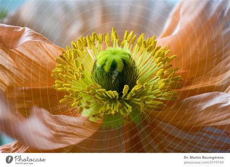 Stamina And Stigma Of Papaver Nudicaule White Strain A Royalty Free