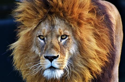 African Lions! – Nature Facts