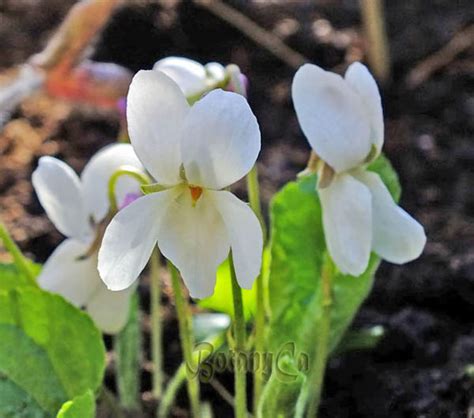 Viola odorata ‘Alba’ – Botanically Inclined – Seed Adventures