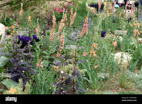 The Choose Love Show Garden At Rhs Chelsea 2023 Photo Number 4052 Stock