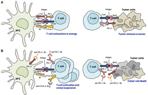 Distinct Roles Of CTLA 4 And PD 1 PD L1 In The Regulation Of Antitumor