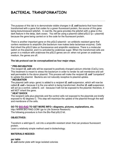Bacterial Transformation: The Lab Protocol Can Be Conceptualized As ...