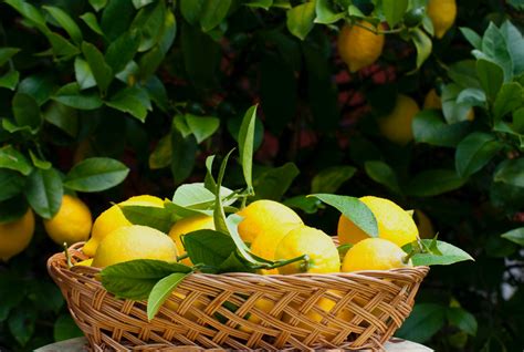 What is a Meyer Lemon? - Via Citrus