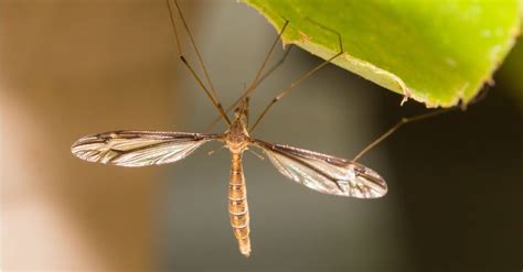 What Do Crane Flies Mosquito Hawks Eat A Z Animals