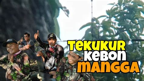 Berburu Tekukur Kebon ManggaTekukur Nya Jinak Jinak Gaes YouTube