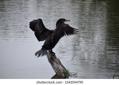 Birds Marvels Flight Color Grace Our Stock Photo Shutterstock