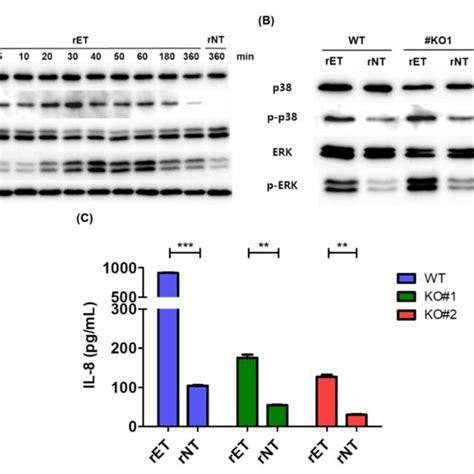 Bft Induced Mapk Activation Does Not Require β Catenin A Western