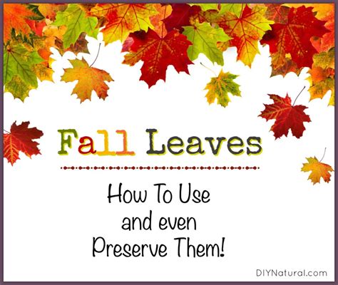 Fall Leaves - How To Use and Even Preserve Them