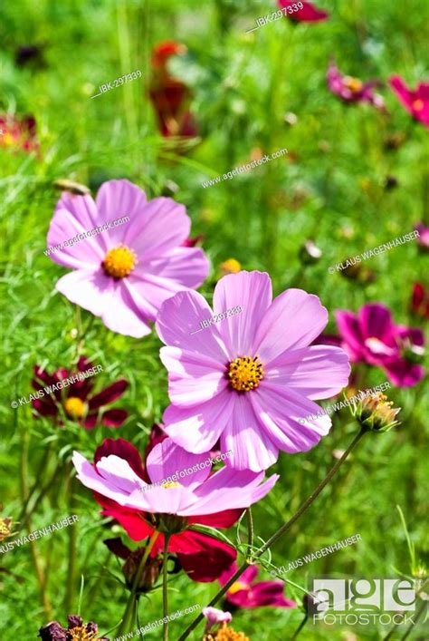 Mexican Aster Cosmos Bipinnatus Stock Photo Picture And Royalty