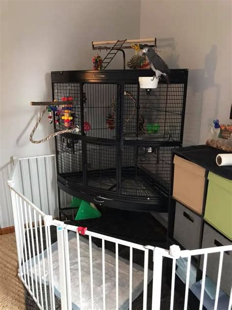 Location And Maintenance Of The Parrot Cage African Grey Parrot Cage