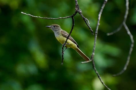 Baby Great Crested Flycatcher