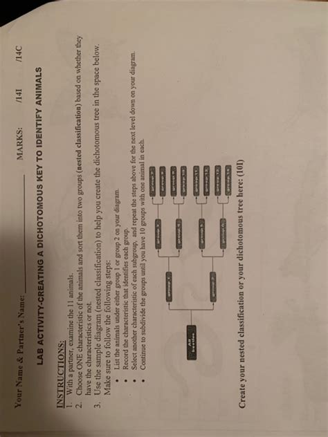 Solved Lab Activity Creating A Dichotomous Key To Identify