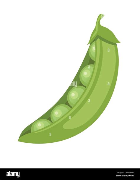 Green Peas In Pod Fresh Food Flat Vector Illustration Isolated On White