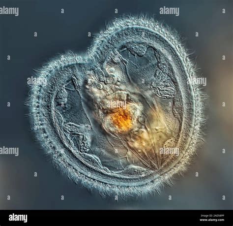 Rotifer Light Micrograph Rotifers Phylum Rotifera Are Microscopic