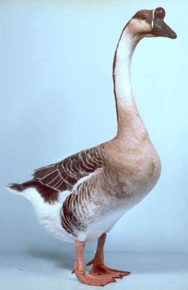 Chinese Geese Information And Photos Of This Popular Breed