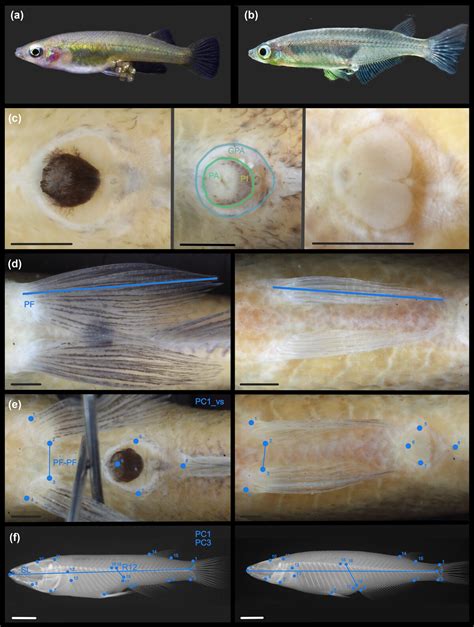 The Genetic Basis Of A Novel Reproductive Strategy In Sulawesi