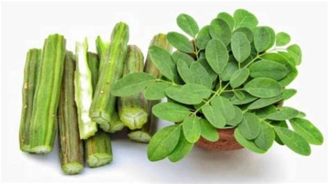 Moringa Or Drumstick Plant Offers Sexual Benefits For Men Know More