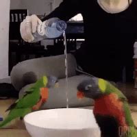 Dancing Parrot GIFs - Find & Share on GIPHY