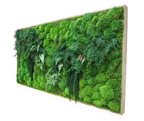 Artisan Moss Moss Ferns Very Large Statement Piece X Plant