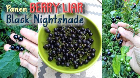 Panen Buah Liar Black Nightshade Berry Liar Rasanya Mirip Tomat Dan