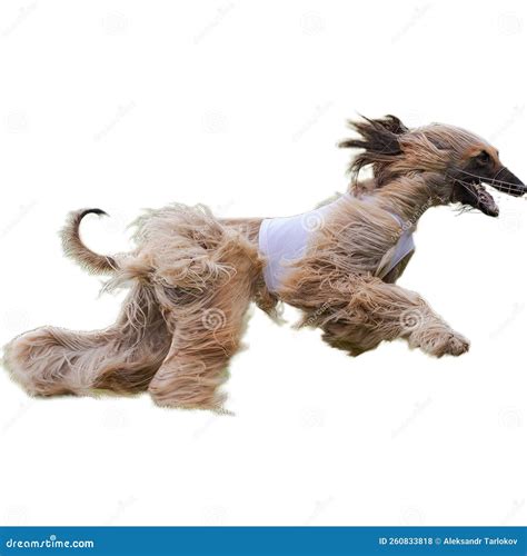 Dog Running Straight On Camera Isolated On White Background At Full