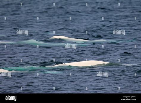 Balena Bianca Immagini E Fotografie Stock Ad Alta Risoluzione Alamy