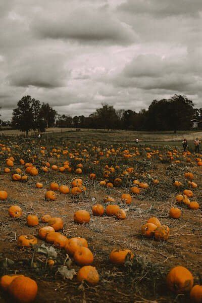 Fall Festivals In Ct Top 21 Most Unique Stanton House Inn