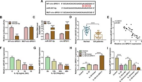 Circ SPG11 Sponged MiR 337 3p And Negatively Regulated MiR 337 3p