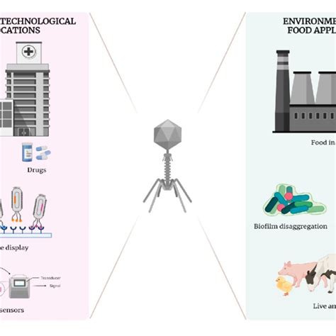 Biotechnological applications connections of bacteriophages in human,... | Download Scientific ...