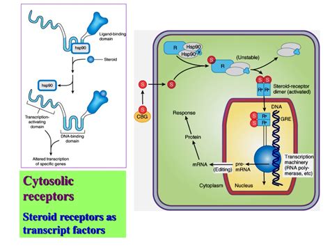 Ppt Mechanisms Of Drug Actions Powerpoint Presentation Free