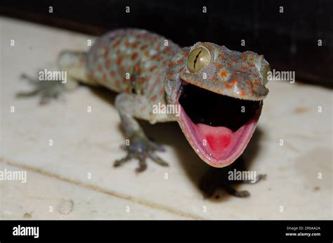 Tokay Gecko Gekko Gecko With Open Mouth As Defensive Warning