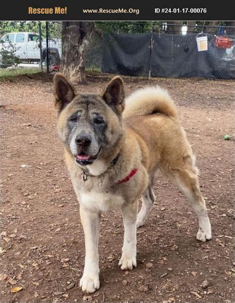 ADOPT 24011700076 Akita Rescue Goleta CA