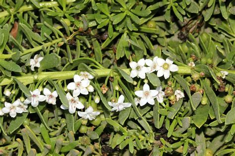 Myoporum parvifolium 'White' - PlantsExpress.com