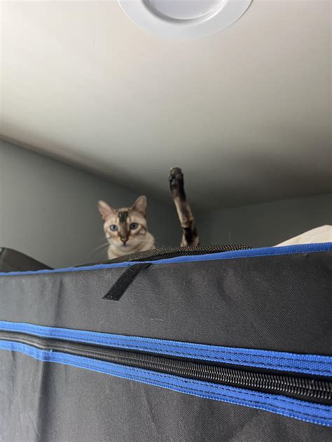 One cat equals one feet. : r/confusing_perspective