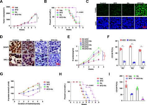 Targeting Senp1 In Myeloma Cells Attenuates Hypoxia Induced Src 3