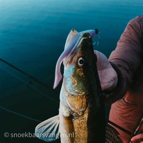 Vissen Op Snoekbaars Met Grote Shads In De Winter Snoekbaars Vangen