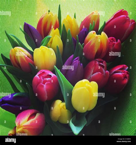 Rainbow tulips Stock Photo - Alamy