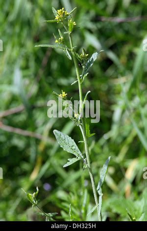 Hedge Mustard Sisymbrium Officinale Brassicaceae UK Stock Photo Alamy