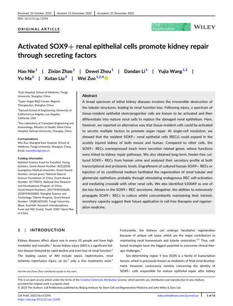 (PDF) Activated SOX9 + renal epithelial cells promote kidney repair through secreting factors