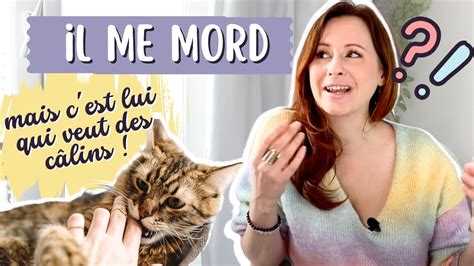 Pourquoi Mon Chat Me Mord Quand Je Le Caresse Youtube