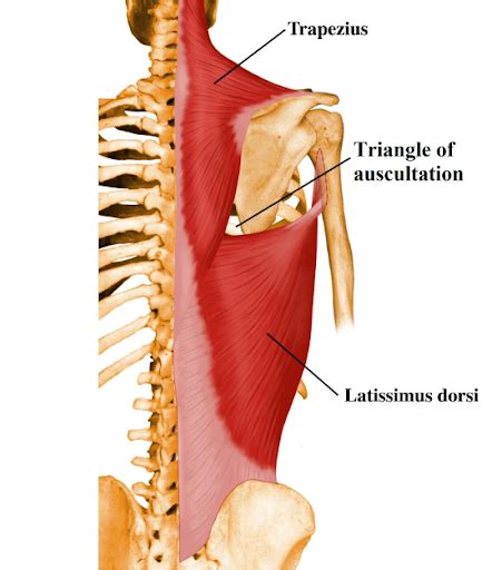 Human Anatomy Mcqs Postgraduation Entrance preparation: 53 - Triangle of Auscultation