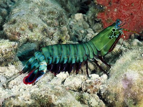 Peacock Mantis Shrimp Wallpaper