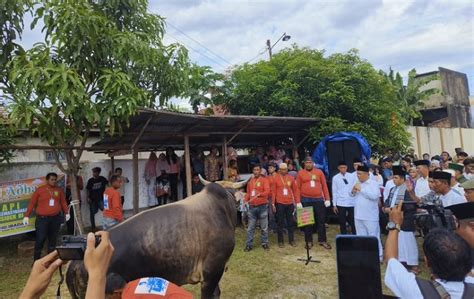 Serahkan Bantuan Sapi Kurban Presiden Ke Masjid Ibadah Ini Pesan Pj