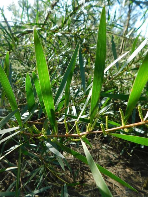 Longleaf Wattle From Greyton Sandpit South Africa On June