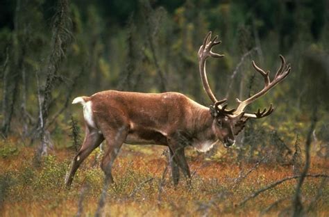 Free picture: wild, deer, field