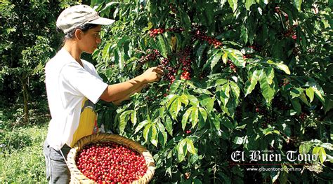 Obtienen Buena Cosecha De Café El Buen Tono