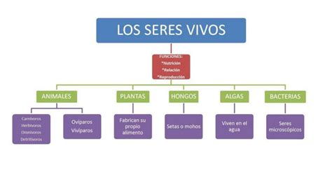 Mapa Conceptual De Las Caracter Sticas De Los Seres Vivos Udocz