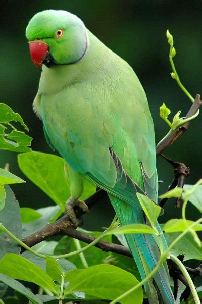 Micul Alexander Psittacula Krameri Specii Papagali 4animalero