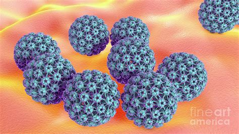 Human Papilloma Virus 20 By Kateryna Konscience Photo Library